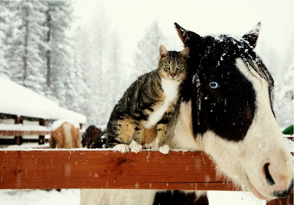 Horse and Cats